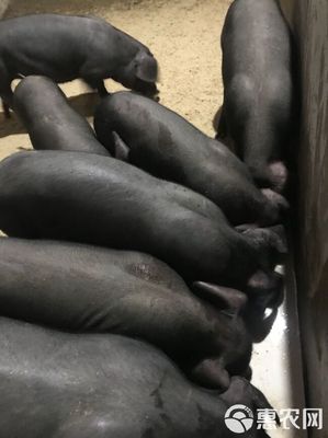原種太湖豬苗